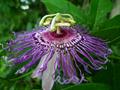 Passiflora incarnata